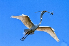 Great-white-egret