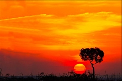 Sunset-in-Serengeti