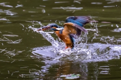 Anita-Lee_The-Kingfisher-and-Its-Prey
