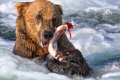 Grizzly-Feeding-On-Salmon