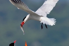 Tern-with-fish