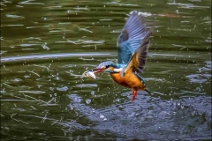 2020-A-Dennis-Chow-Kingfisher-Caught-a-Fish