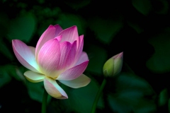 Blooming-Lotus