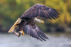 Bold-eagle-caught-a-fish