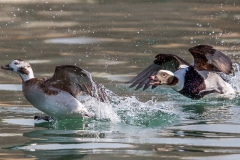 Long-tail-ducks-playing
