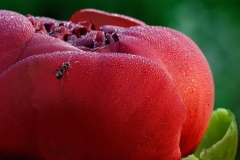 Ant-and-Peony