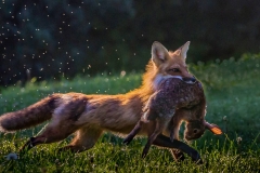 7.-Red-Fox-With-Prey