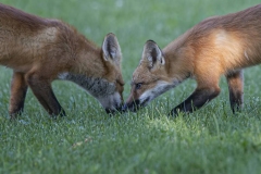 03.-Two-Red-Fox