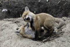 08.-Fox-Cubs-Fight