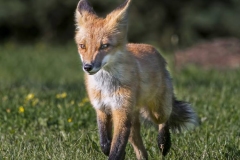 10.-Running-Young-Fox