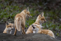 15.-Four-Fox-Cubs