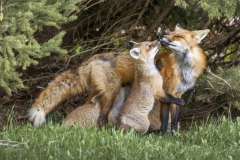 18.-Red-Fox-Cub-Kissing-Mom