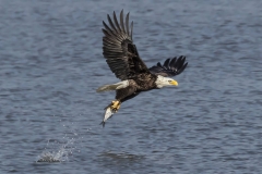 irenelaw_bald-eagle-got-a-meal
