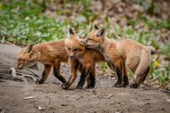 04_Red-Fox-Pups-Playing-2