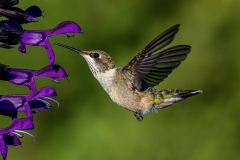 12_Hummingbird-1