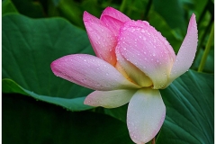 2013-A-June-Niem-7-Lotus-flower-after-rain