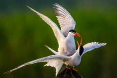 Mating-Terns
