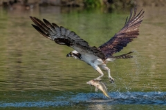 Osprey-Fishing