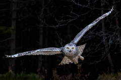 Snowy-Owl-in-Flight