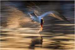 08-Peter-Lau_ACCPS_Tern-In-Splashing-Light