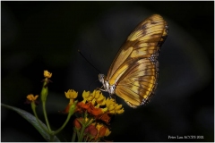 09-Peter-Lau_ACCPS_Butterfly-Dancing-On-Flowers