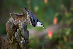 White-breasted-Nut-hatch