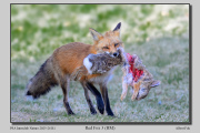 R1B-Red-Fox-3