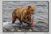 R1C-Bear-1