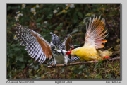 R1D-Fight-for-Catch