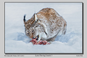 R1E-Lynx-Having-Lunch-3