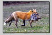 R2C-Red-Fox-5