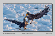 R2E-Steller-Eagle-Kick-02
