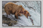 R3A-Bear-2