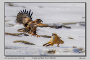 R3B-Eagle-and-Red-Fox-2