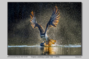 R3C-Osprey-catching-a-giant-fish-1