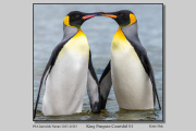 R3F-King-Penguin-Courtship