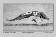 PIDM-R3D-Osprey-caugh-sunfish-93