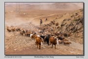 R1F-Shepherding-in-Xin-Jiang