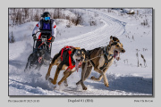 R3E-Dogsled-01