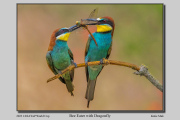 B2-Bee-Eater-with-Dragonfly