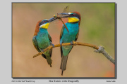 B2-Bee-Eaters-with-Dragonfly