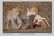 B4-Leopard-with-Thomson-Gazelle