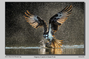 D3-Osprey-Catching-A-Giant-Fish